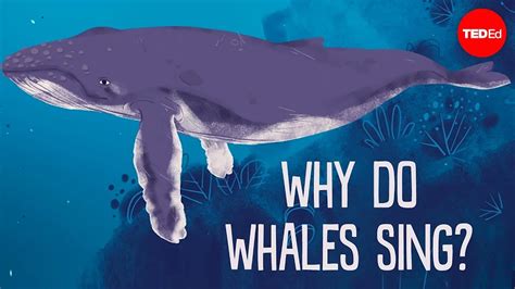 How Long Does It Take a Container Ship to Cross the Pacific, and Why Do Whales Always Seem to Know the Shortcut?